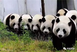 熊猫村最新爆料大赛,揭秘神秘事件，竞猜大奖等你来拿！  第2张